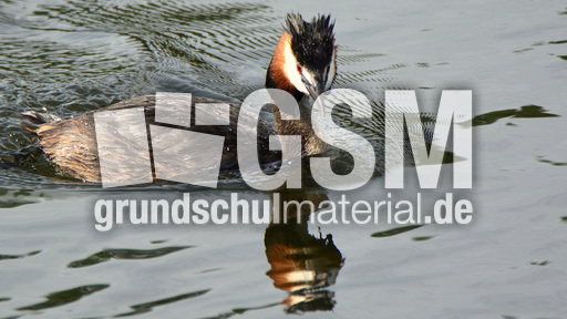 Haubentaucher (5).jpg